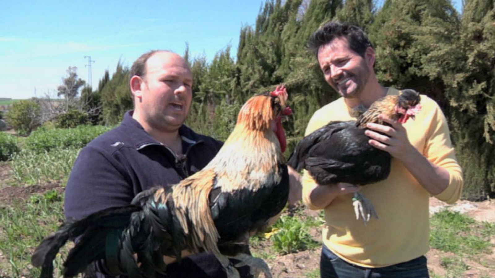 Una gallina a lo Tina Turner