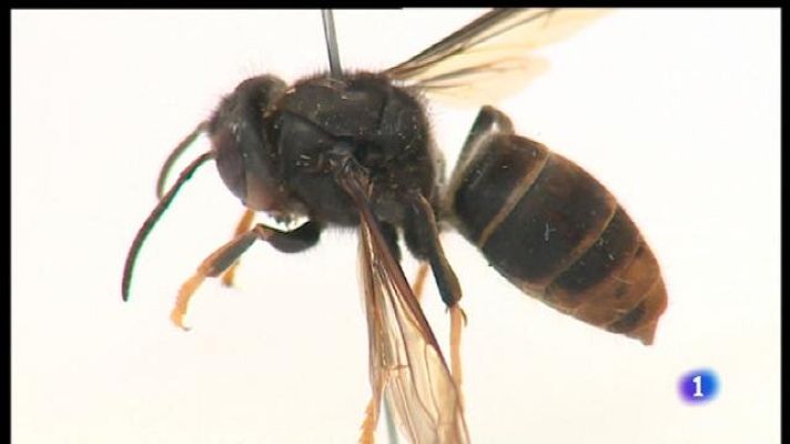 Informatiu Balear - Encara no és tard per acabar amb la vespa asiàtica