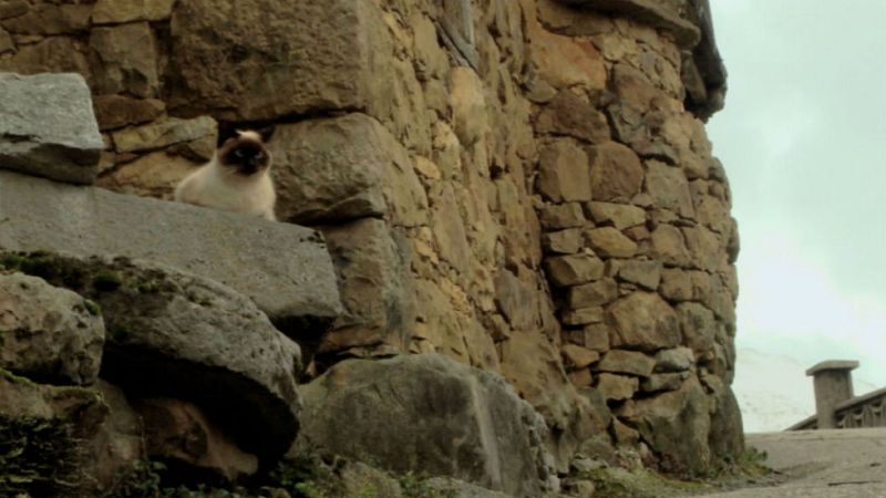 Aquí la tierra - Los animales, buenos meteorólogos