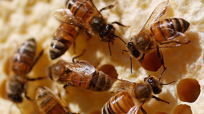 Telediario 1 - Bruselas veta el uso de los pesticidas más dañinos para las abejas y otros polinizadores