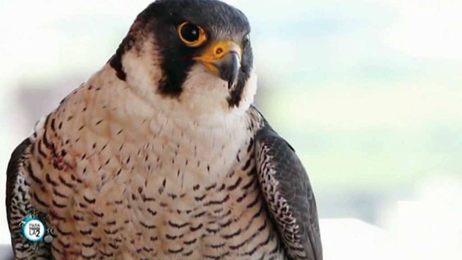 Para todos La 2 - 28/04/18 - ver ahora