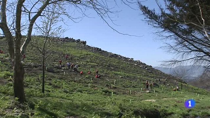 Telediario 1 - Continúan las repoblaciones en Galicia tras los incendios