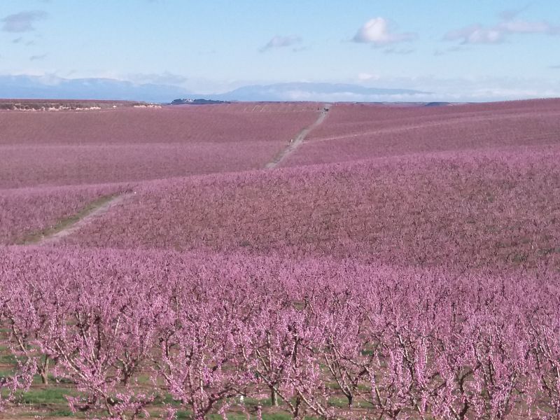 Repor - De flor en flor - Avance