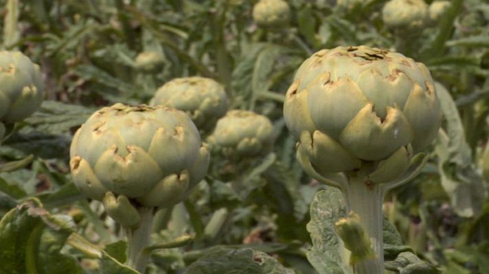 Aquí la Tierra - ¿Alcachofa o alcaucil?