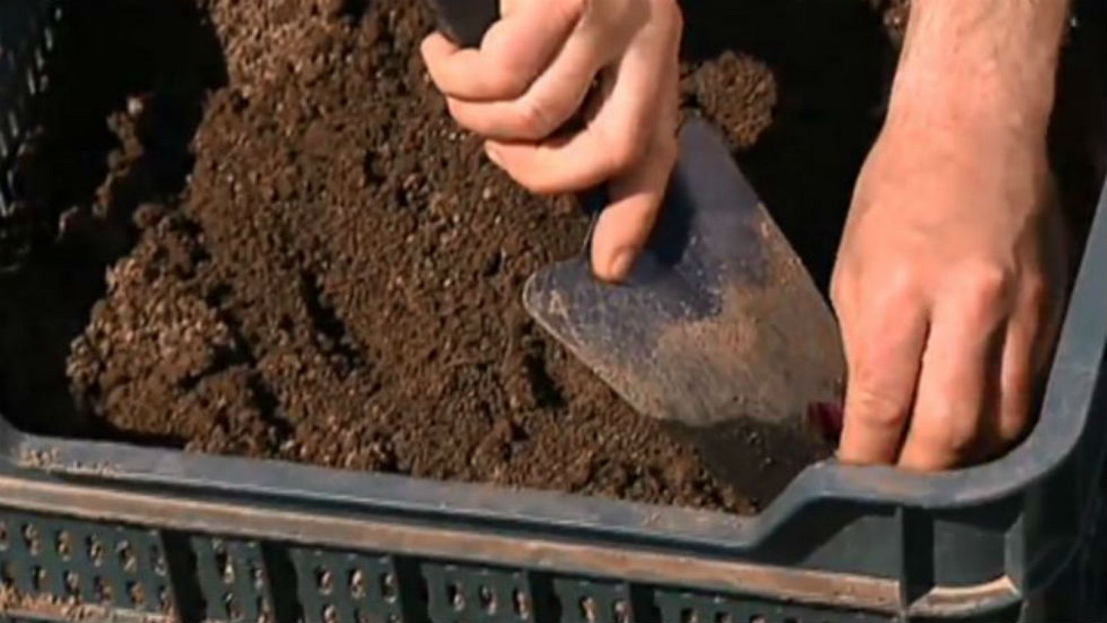 Remolacha, la planta todoterreno