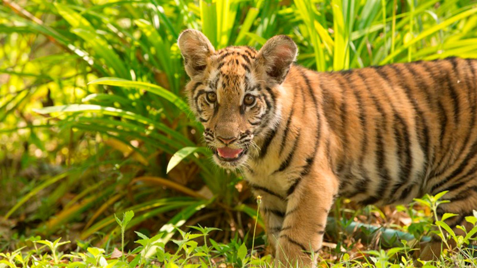 Otros documentales - Criaturas salvajes con Dominic Monaghan: Tailandia - ver ahora