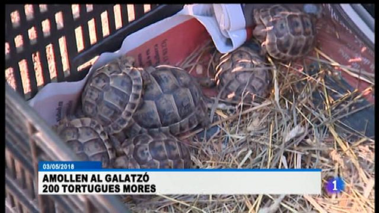 Volen recuperar les tortugues mores