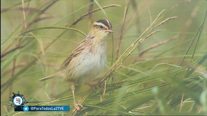 Para todos La 2 - El carricerín cejudo es una de las aves más amenazadas de Eu