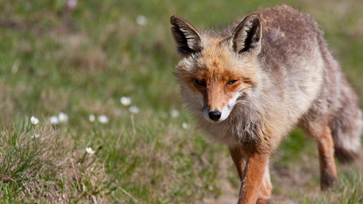 Grandes documentales - El clan de los zorros
