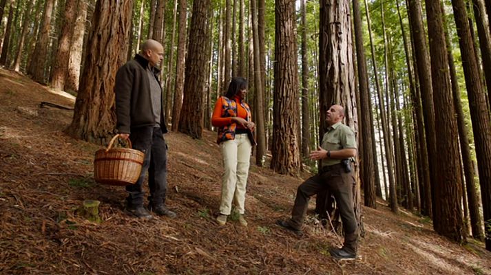 El señor de los bosques - Santander