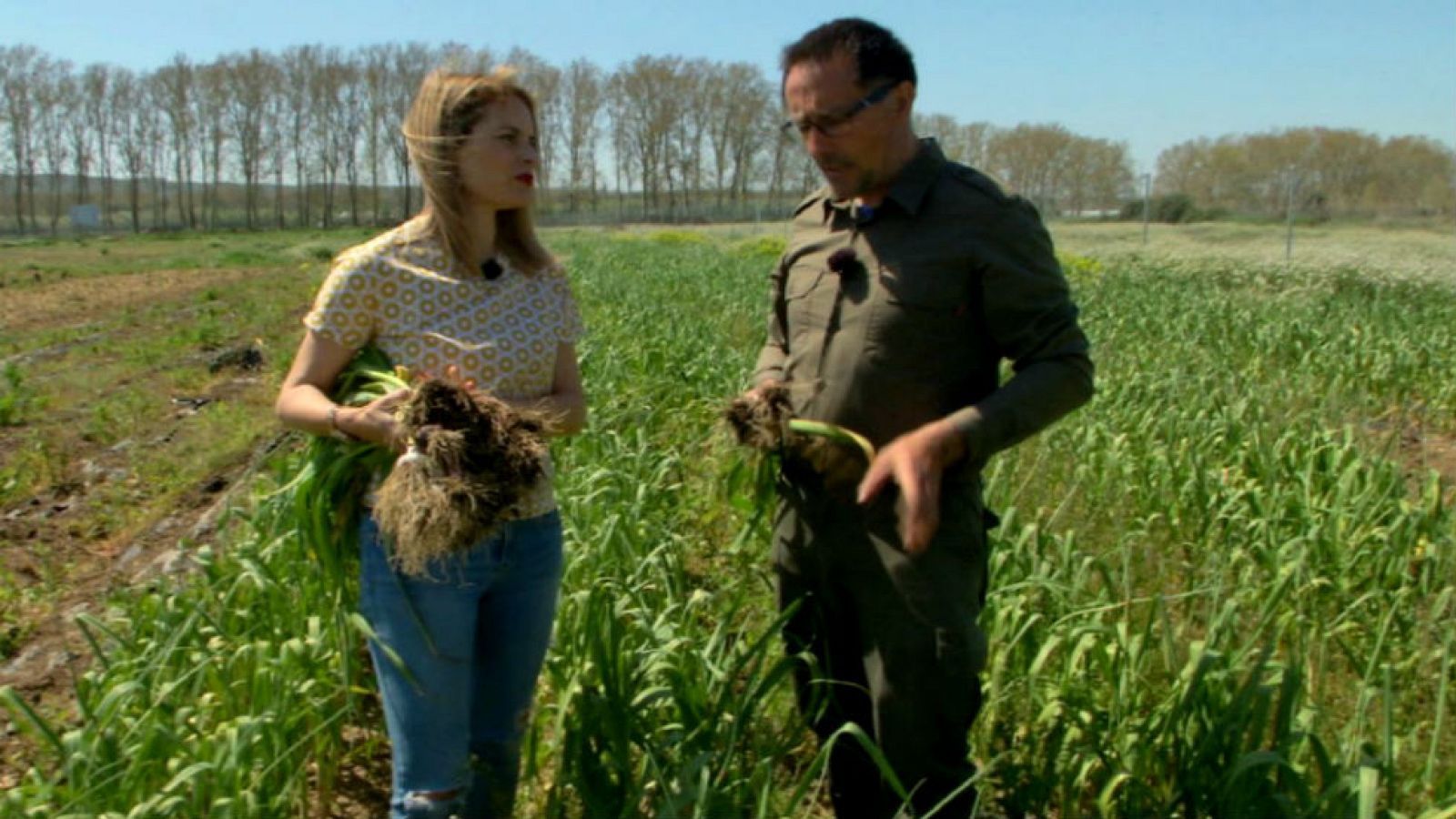 En temporada de ajetes