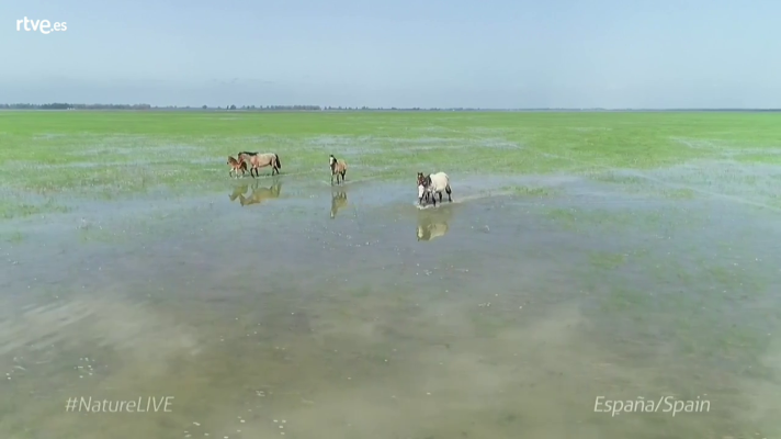 Aquí la Tierra - España y el Parque de Doñana, en el Europe Nature Day