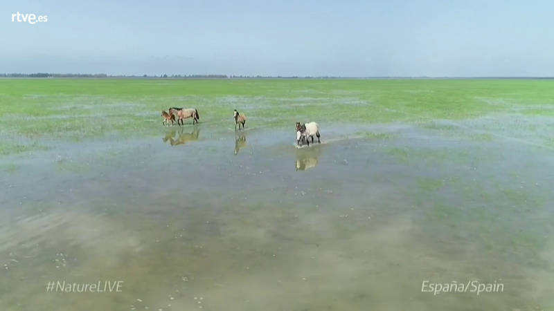 Aquí la Tierra - España y el Parque de Doñana, en el Europe Nature Day