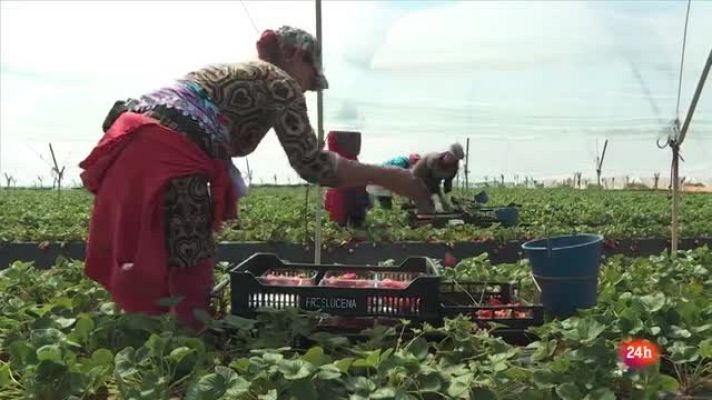 Repor - Temporeras en la finca de Antonio Conde