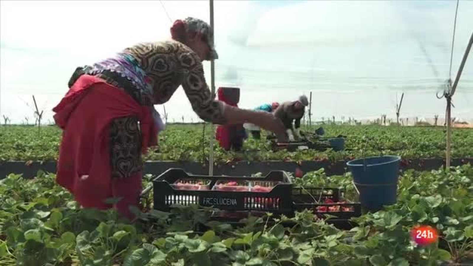 Repor - En el corazón de la fresa: Temporeras en la finca de Antonio Conde, en Lucena del Puerto