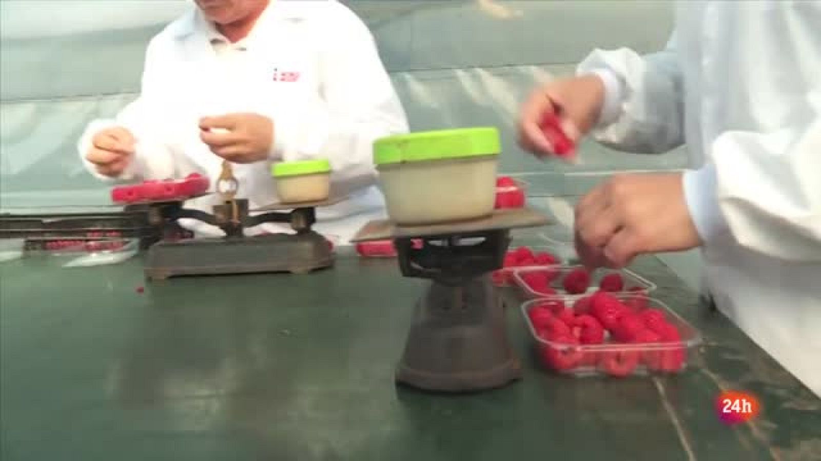 Repor - En el corazón de la fresa: Antonio Rodríguez es responsable de una explotación de frambuesas