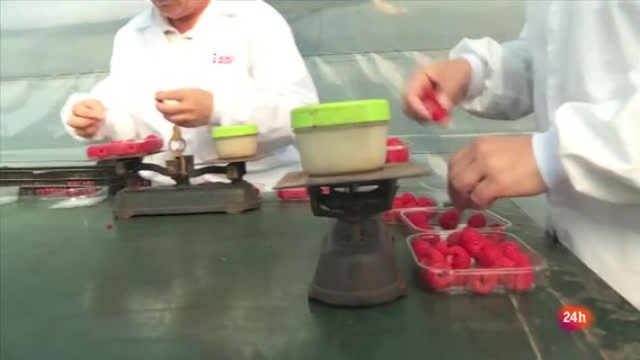 Repor - Antonio Rodríguez responsable de explotación de frambuesas