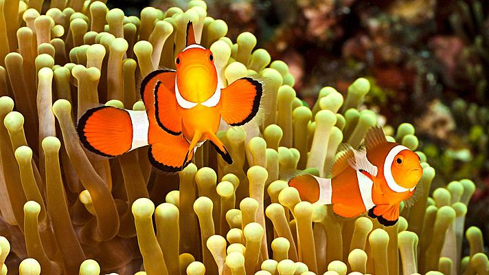 Grandes documentales - Mundo natural: Parejas perfectas