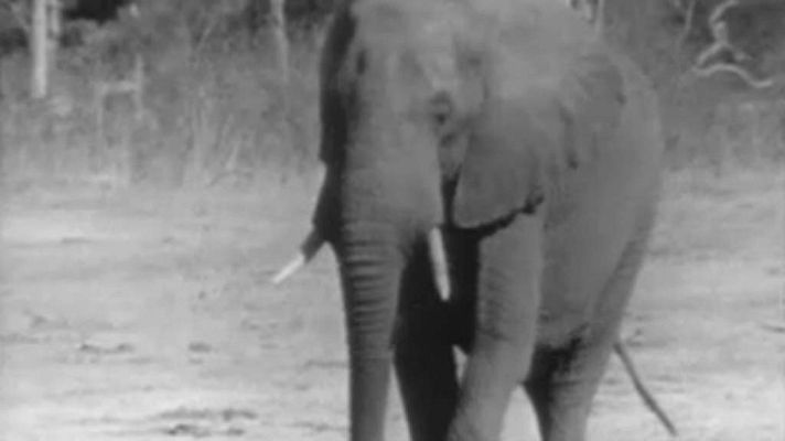 El planeta azul - Los herbívoros (II)