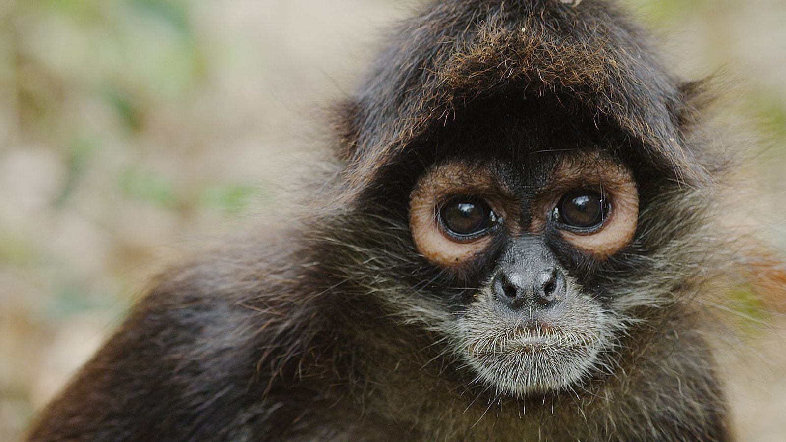 Grandes documentales - El retorno de los monos araña - ver ahora