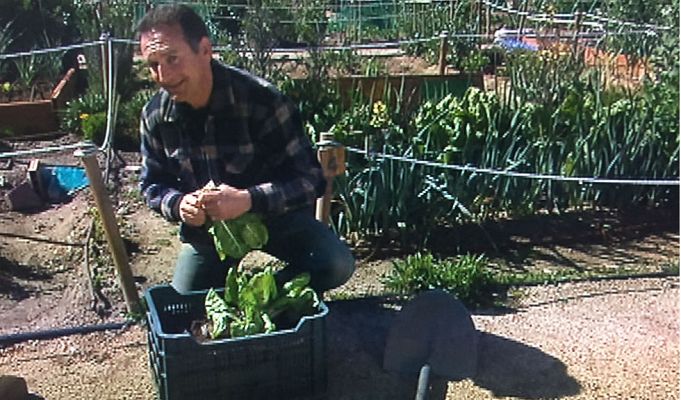 Aquí la Tierra - Plantamos acelgas