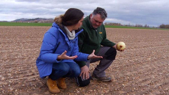 Aquí la Tierra - ¿Sabes cómo se siembran las cebollas?