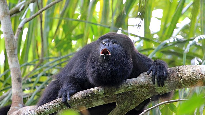 Otros documentales - Escuela de animales: Monos aulladores
