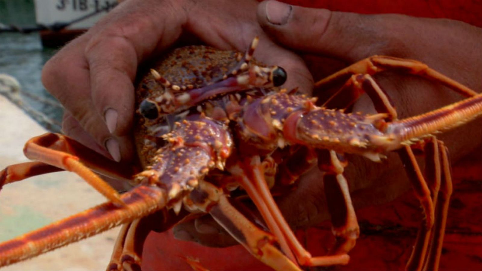 Langosta, reina balear