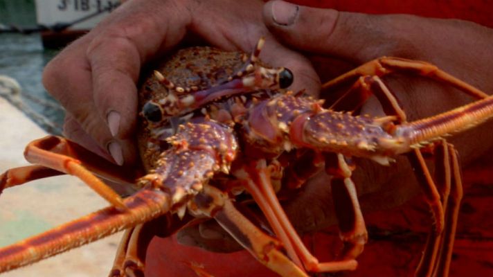 Aquí la Tierra - Langosta, reina balear