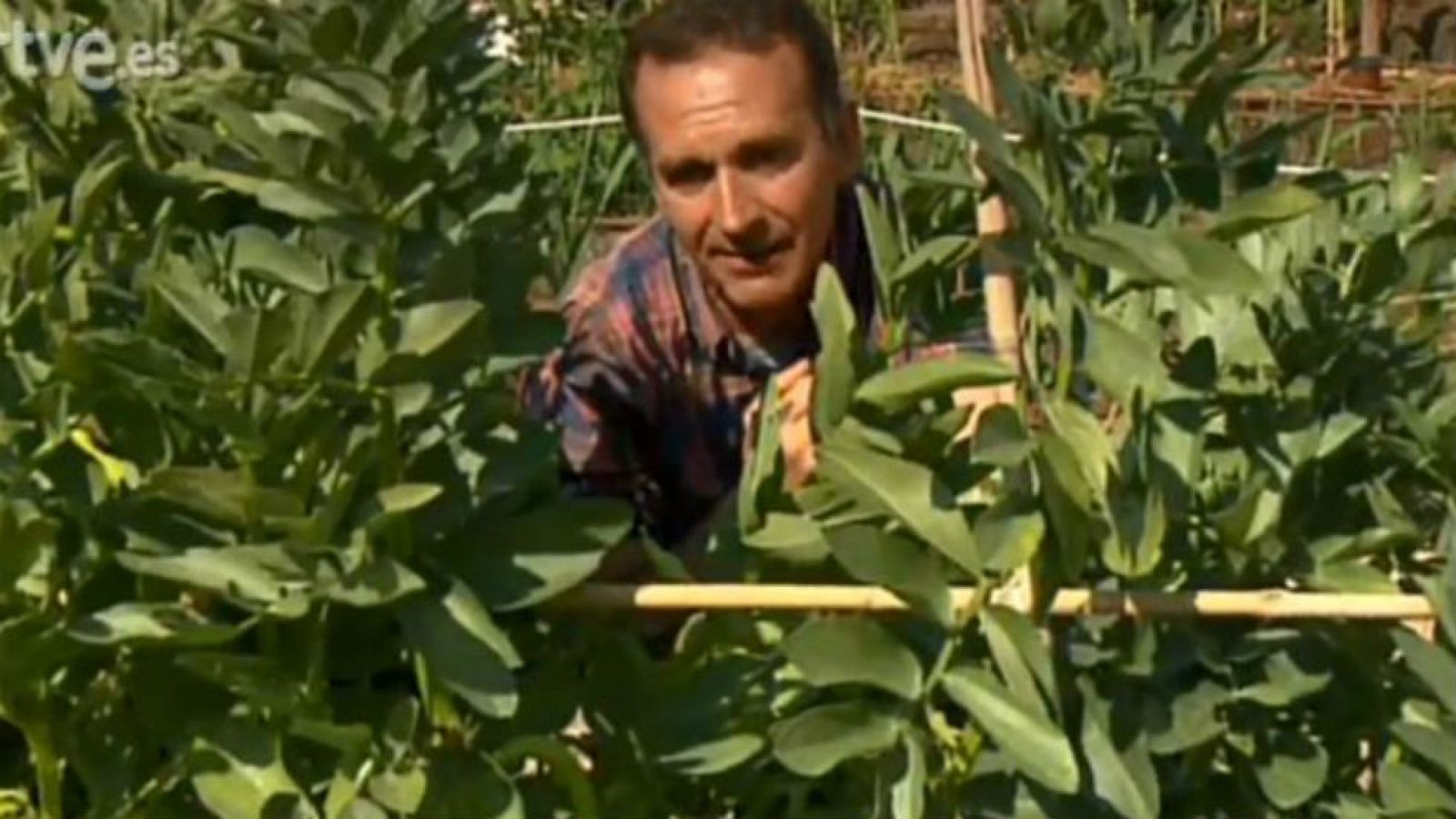 Habas, el ABC de la nutrición