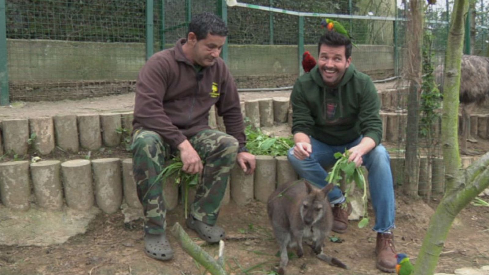 Marsupiales, ¡qué animales!