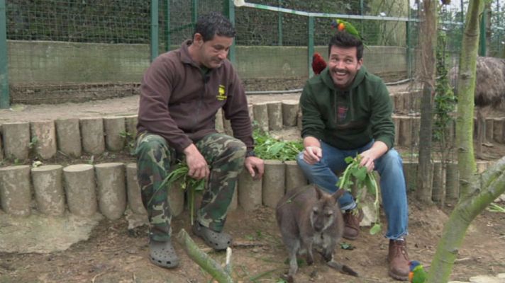 Aquí la Tierra - Marsupiales, ¡qué animales!