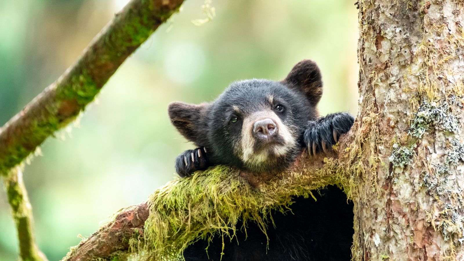 Otros documentales - Escuela de animales: Osos negros - ver ahora