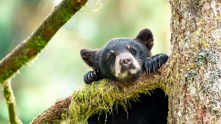 Otros documentales - Escuela de animales: Osos negros