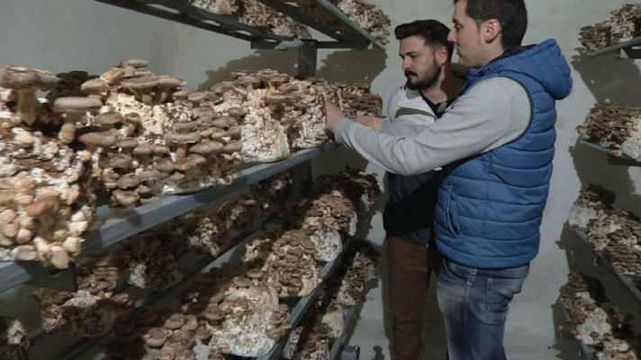 Aquí la Tierra - Shitake alavés