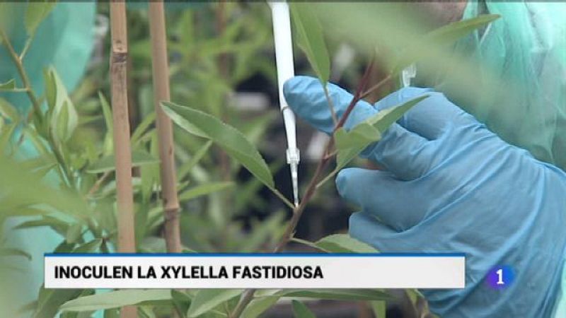 Informatiu Balear - 21/05/18