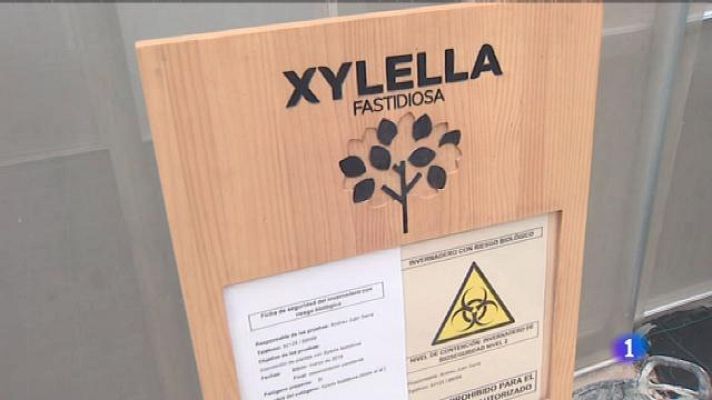 Informatiu Balear - Inoculen la xylella fastidiosa per determinar quines són les varietats més resistents per suportar aquest bacteri.