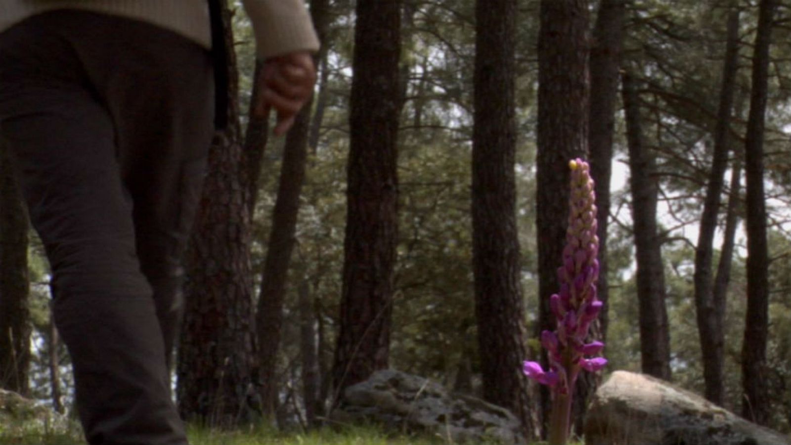 Orquídeas en extinción