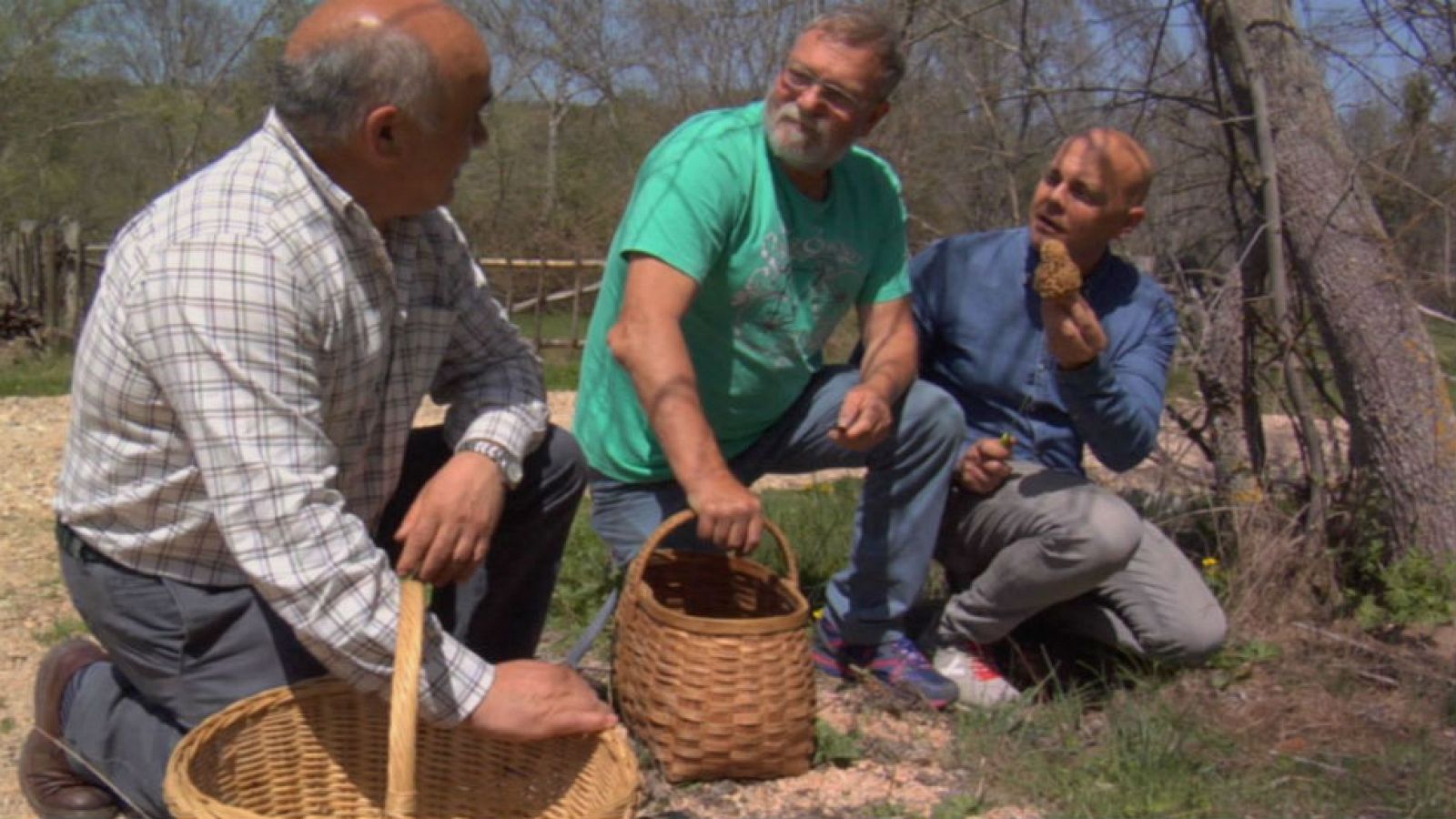 Colmenillas, manjar de rey