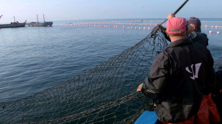 Aquí la Tierra - En la almadraba algo ha cambiado
