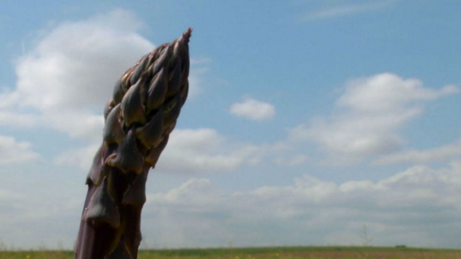 El espárrago púrpura