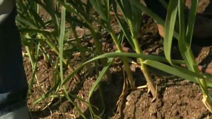 Aquí la Tierra - Ajetes, los tempraneros