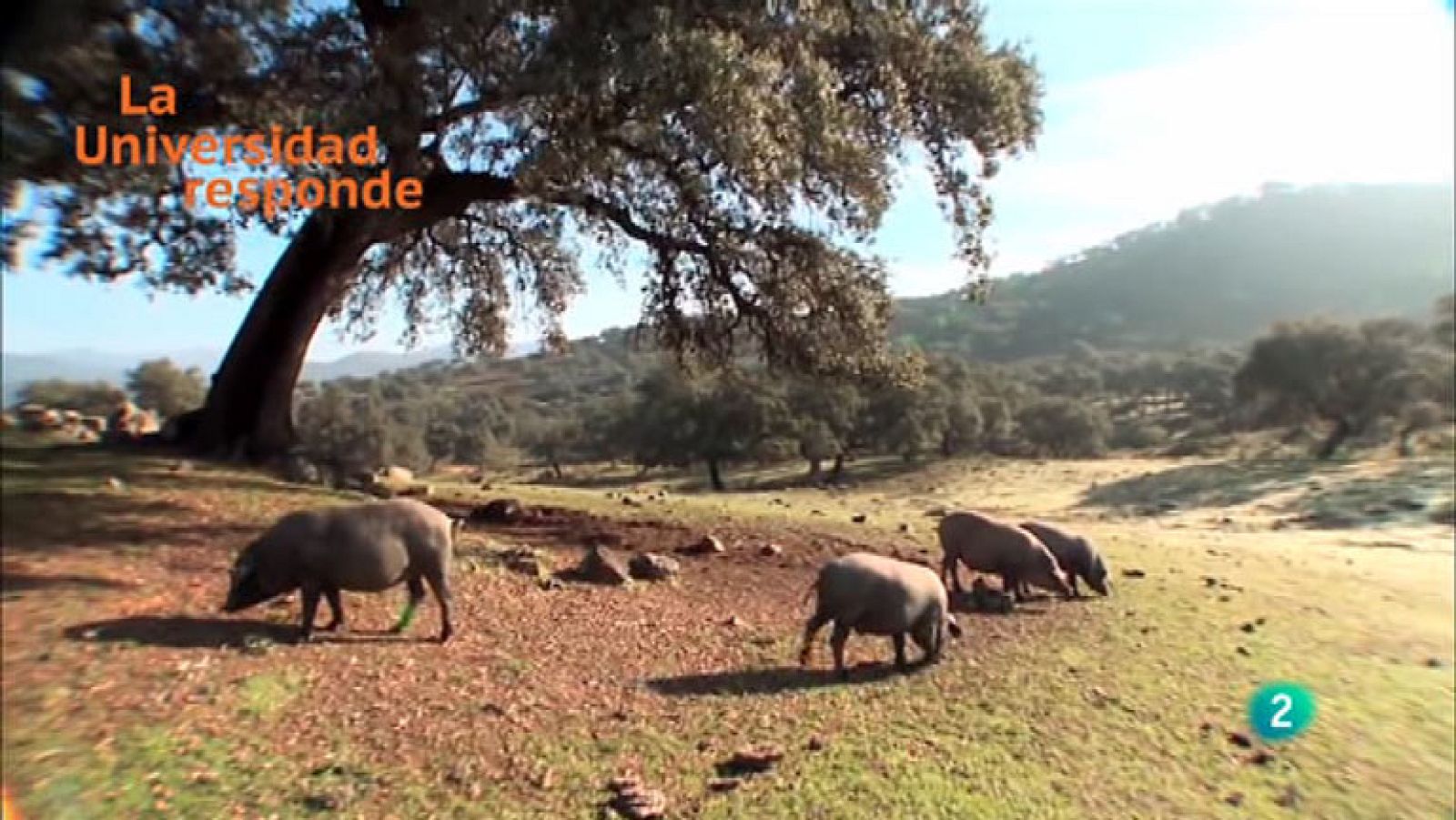 La Aventura del Saber. TVE. La Universidad Responde. Universidad de Córdoba. ¿Qué hace al jamón un producto de calidad diferenciada?