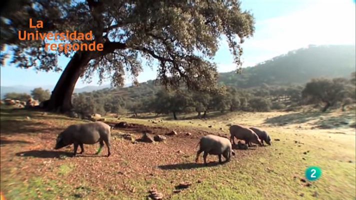 La aventura del Saber - ¿Qué hace al jamón un producto de calidad diferenciada?