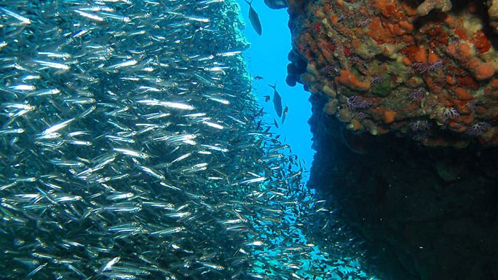 Grandes documentales - El arrecife secreto de Fidel Castro