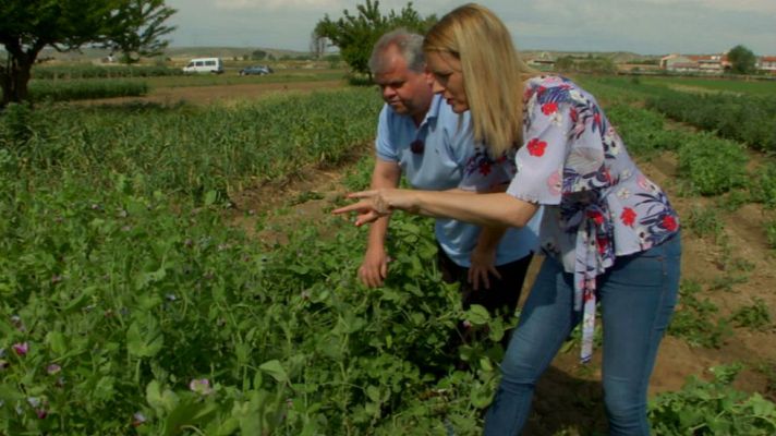 Aquí la Tierra - Legumbres ¡de toda la vida!