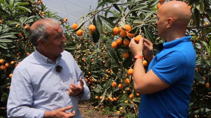  - En plena temporada de nísperos