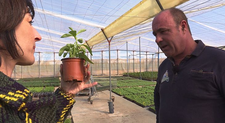 Comando Actualidad - Los otros azúcares - ¿De dónde viene la miel que consumimos?