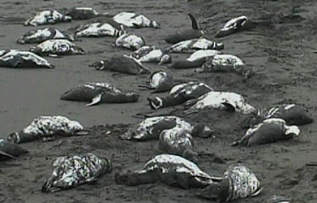  - 800 pingüinos muertos en Chile