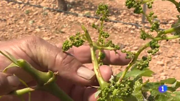 Telediario 1 - Las tormentas han afectado hasta el 100% de algunas de las cosechas de Castilla-La Mancha